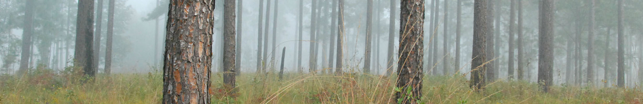 Forest scene banner