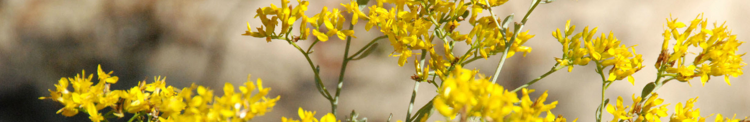 Big Bend Environmental Forum